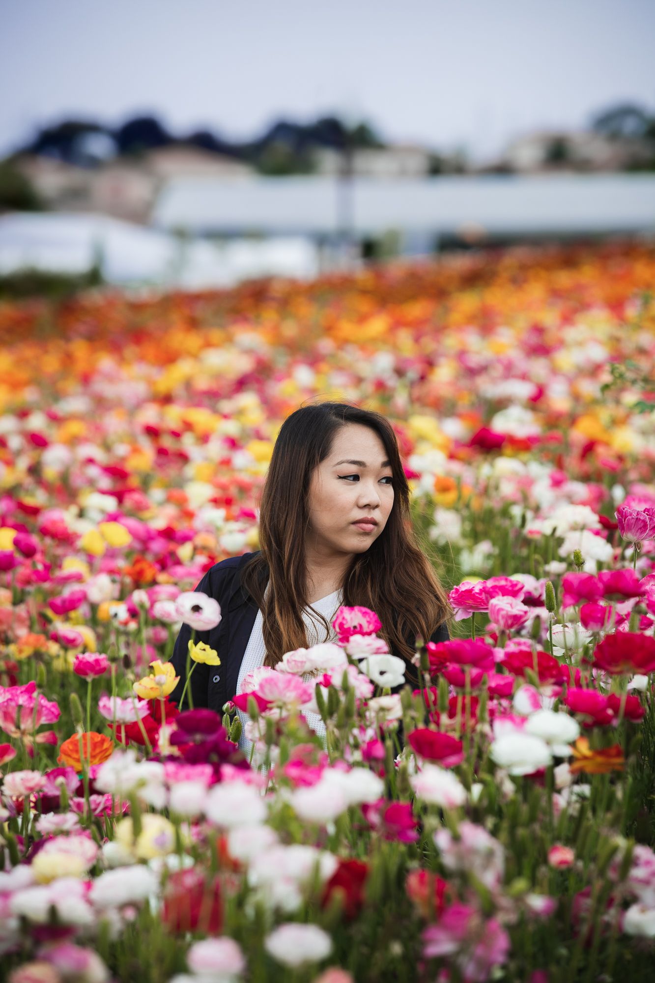 Someone sits thoughtfully among a vibrant field of colorful ranunculus flowers in bloom.