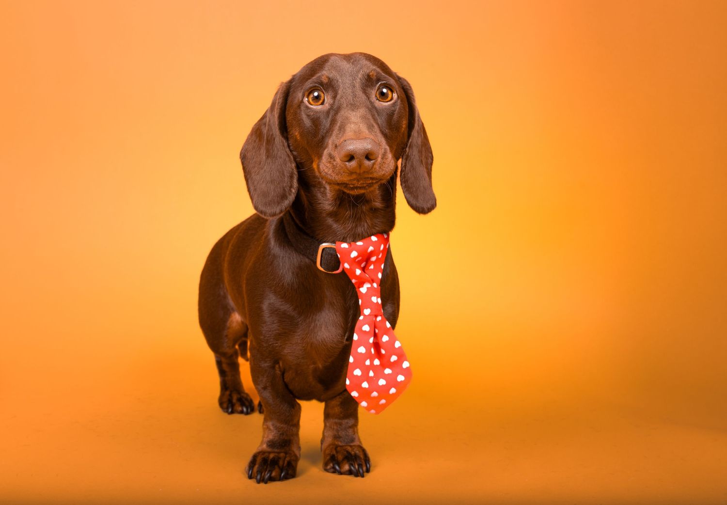 Dog photo shoot Oxford
Professional dog photographer Oxford.
Dog photographer near me
Reactive dog photographer
Dog photo shoot price