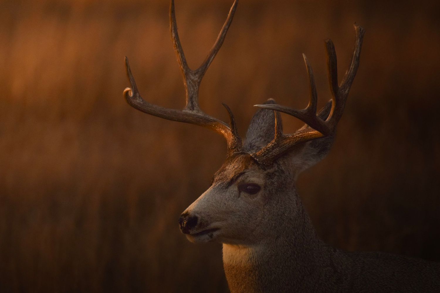 A majestic whitetail deer stands alert in the warm glow of golden sunlight against a dark forest background.