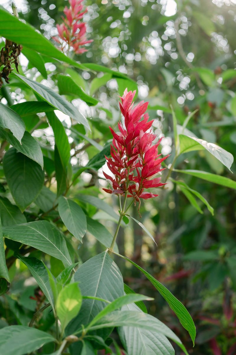 Red ginger flowers bloom among lush green foliage in a tropical garden setting.