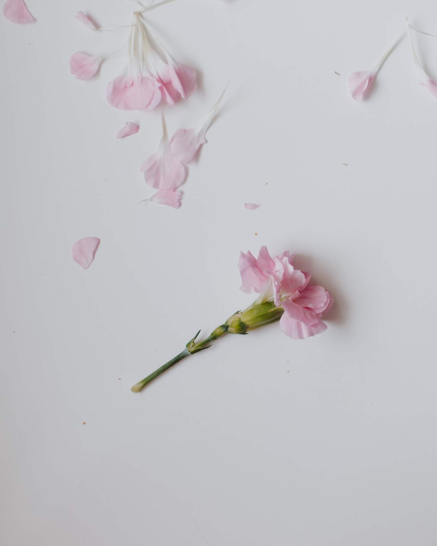 Scattered pink cherry blossom petals and green stems on a plain white background create a delicate composition.