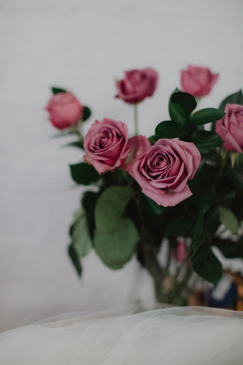 Pink roses with dark green leaves arranged in a soft focus composition against a light background.