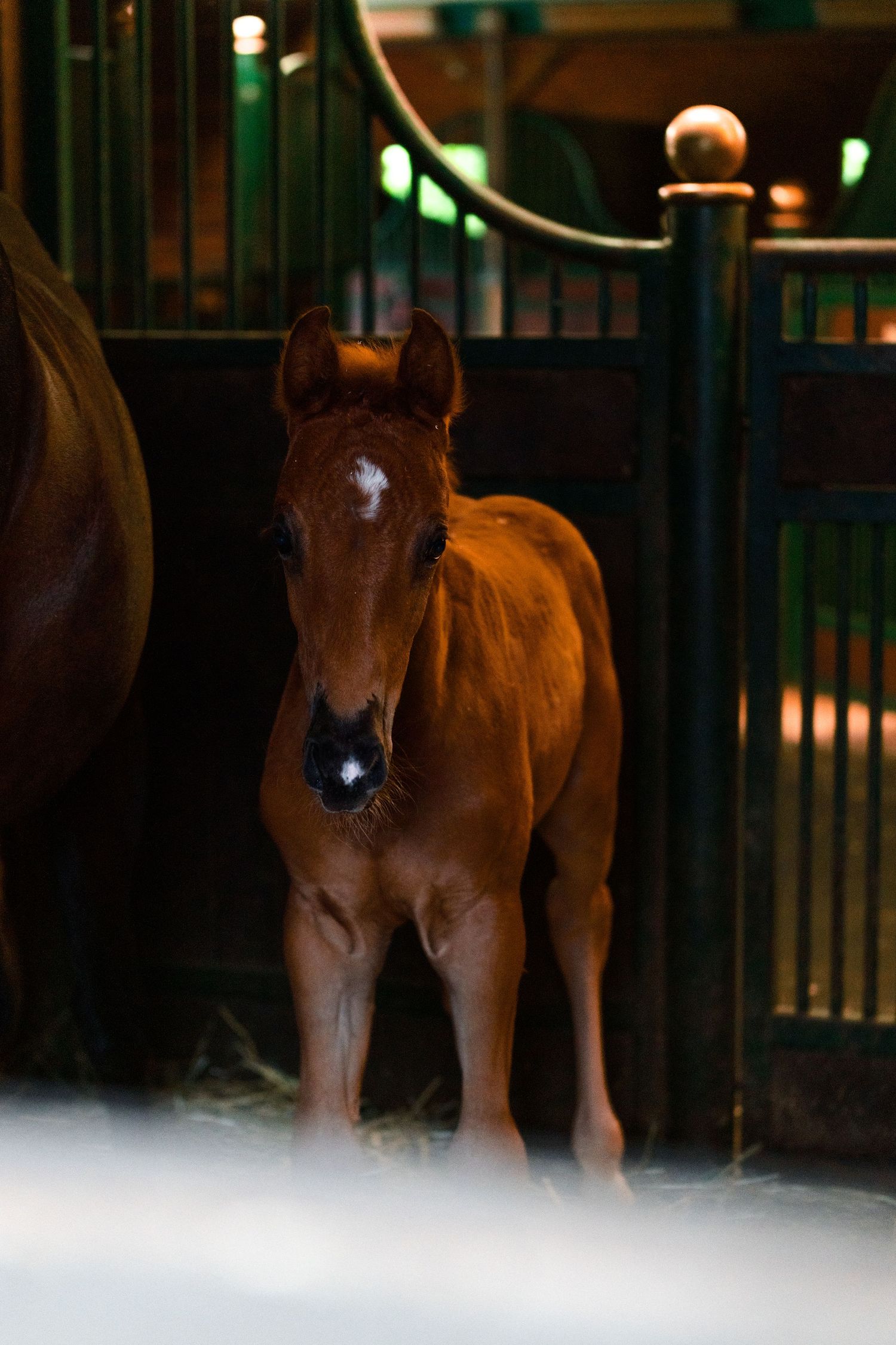 A sequence of photos showing a brown horse standing in a dimly lit stable with dramatic lighting and shadows.
