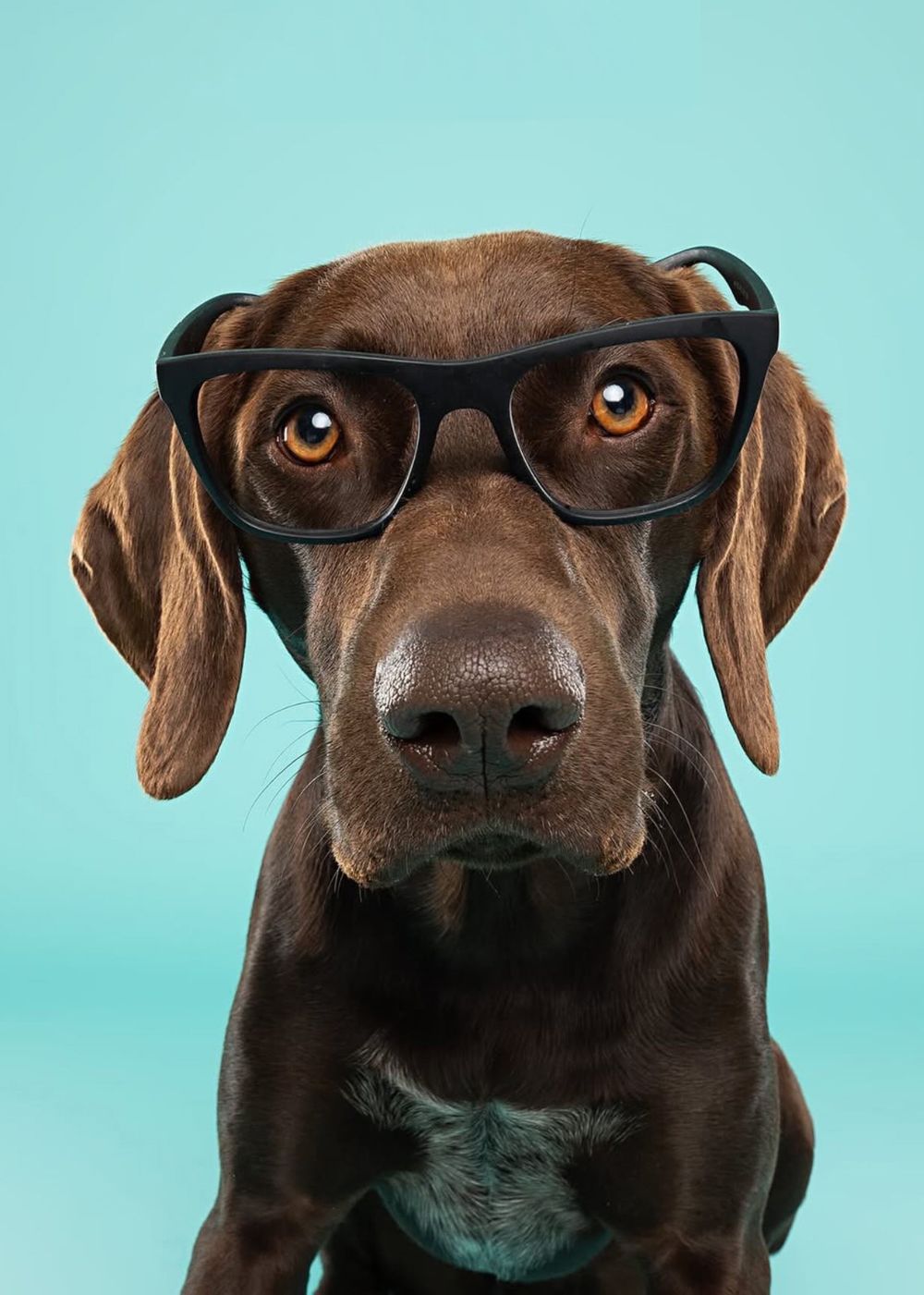 Chocolate labrador wearing black-rimmed glasses shown in five sequential close-up photos against a turquoise background.