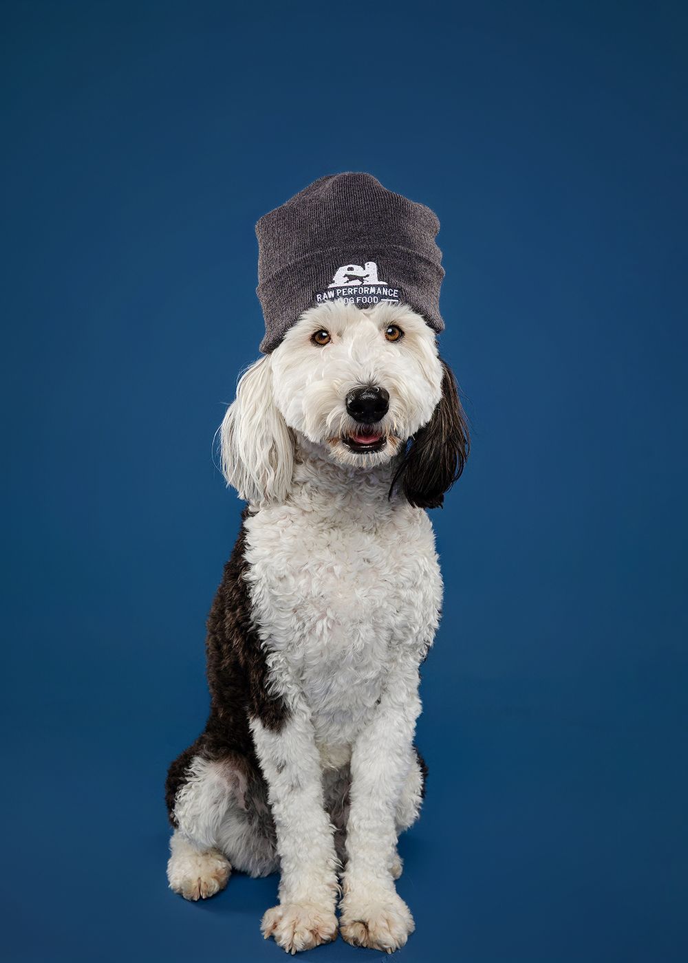 An Old English Sheepdog with black and white fluffy fur poses against a dark blue background in multiple views.