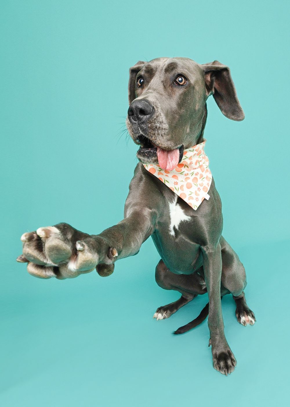 A grey pitbull wearing a white bandana sits and poses against a turquoise blue background.