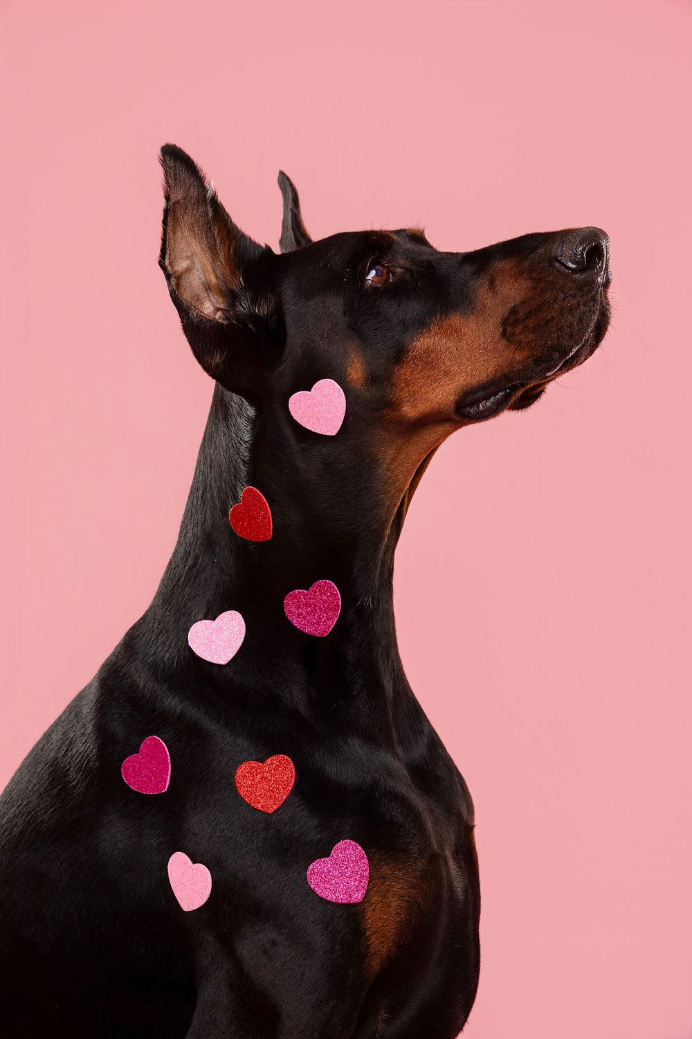 A Doberman dog's profile silhouette against pink background with decorative heart shapes overlaid in red and pink tones.