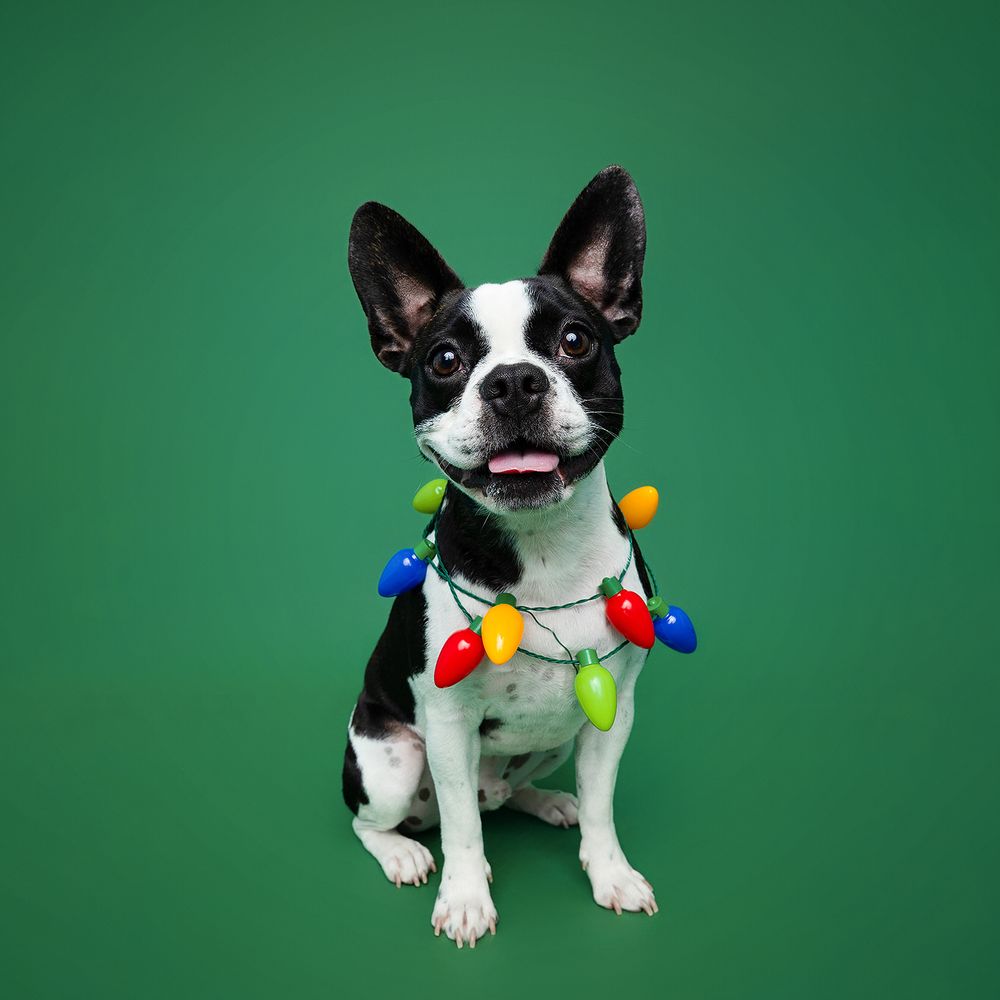 A black and white Boston Terrier puppy wearing colorful party decorations poses against a green background.