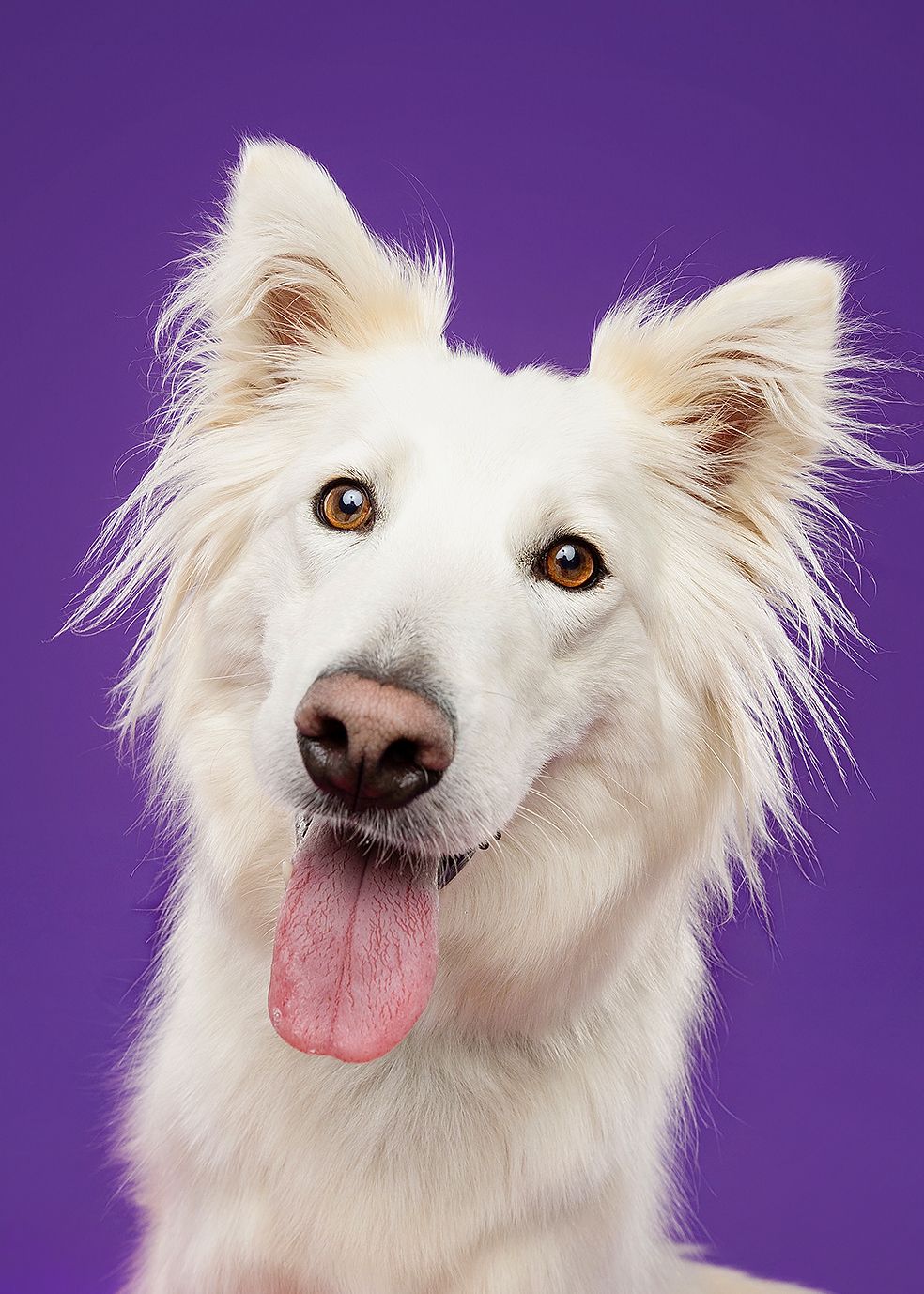White fluffy dog with expressive amber eyes shows various playful facial expressions against a purple background.