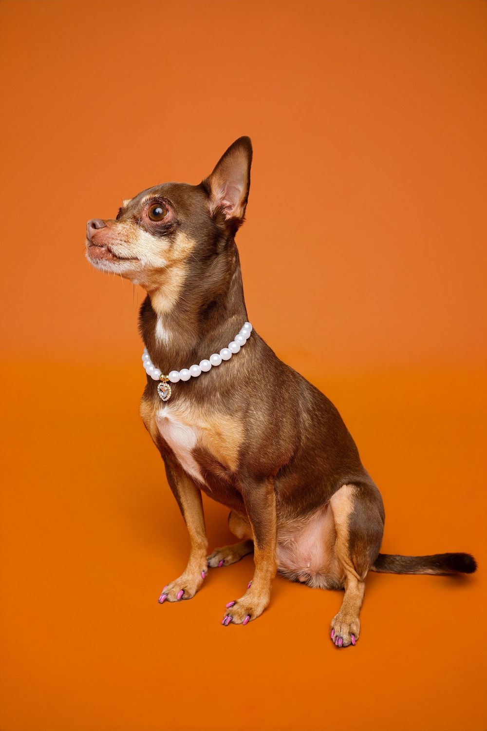 Brown chihuahua wearing pearl necklace poses playfully against vibrant orange background in sequential photo series.