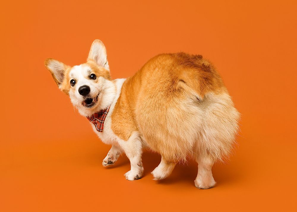Cute corgi puppy in various playful poses against a bright orange background.
