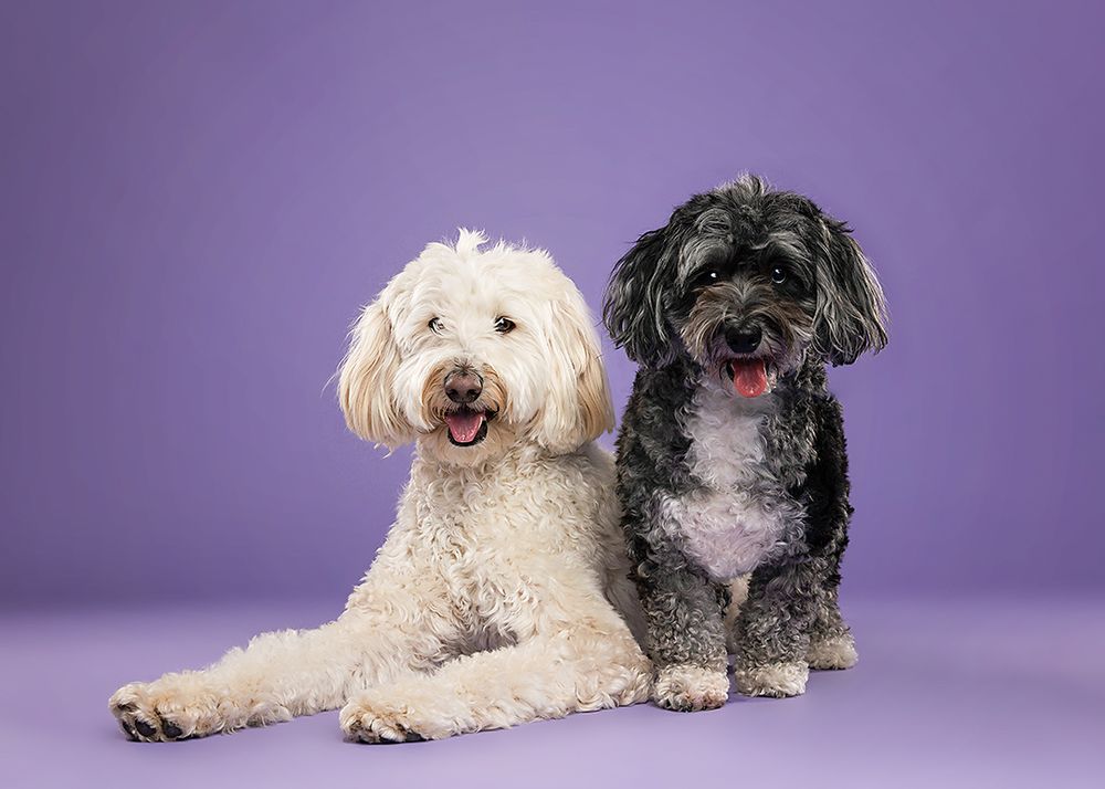 Two small dogs, one white and one black, lying together on a purple background in various playful poses.
