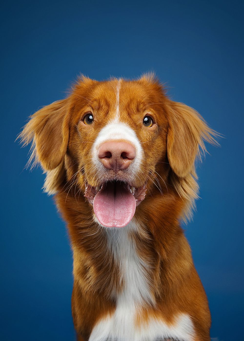 A Nova Scotia Duck Tolling Retriever dog making different playful facial expressions against a blue background.