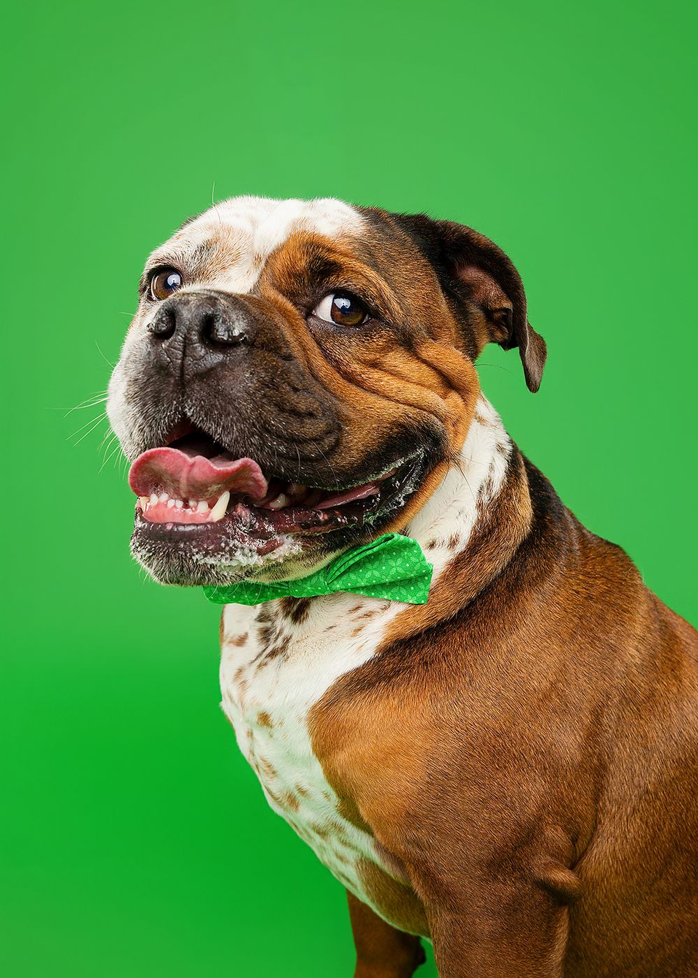 Boxer dog with brown and white fur makes playful expressions against bright green background.