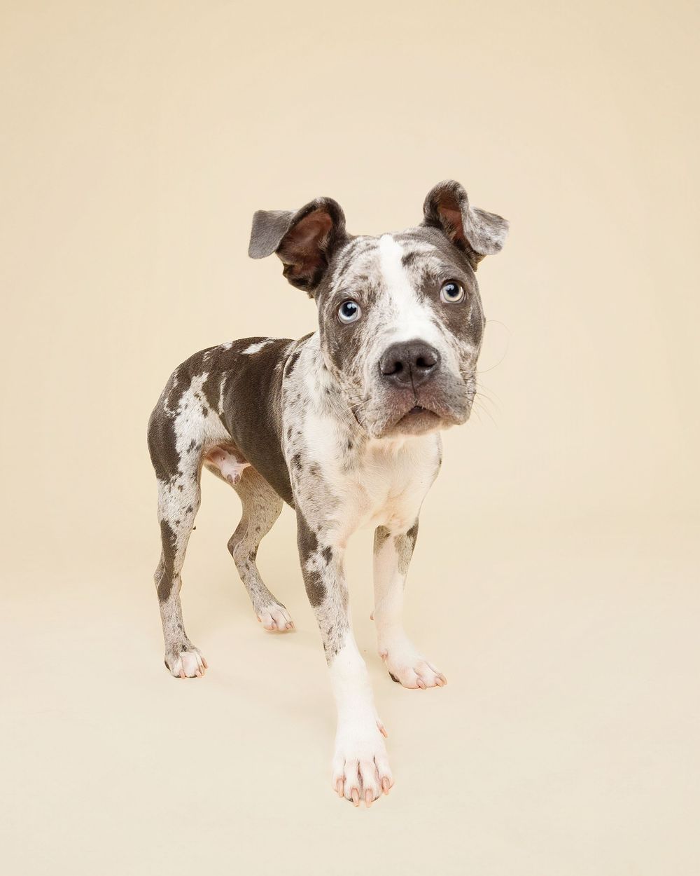 A spotted French Bulldog puppy is photographed from multiple angles against a light beige background.