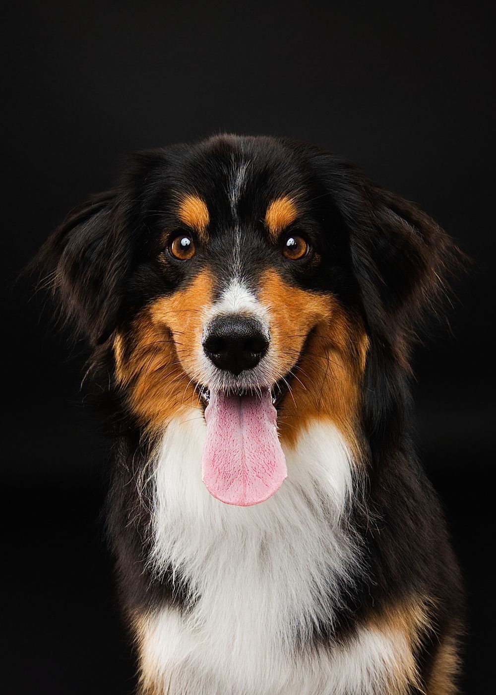 Happy Australian Shepherd dog with black, brown and white fur smiling at camera against dark background.