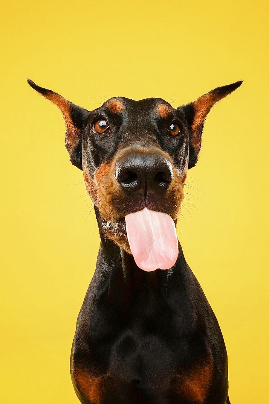 Close-up portrait of a Doberman dog with tongue out against bright yellow background.