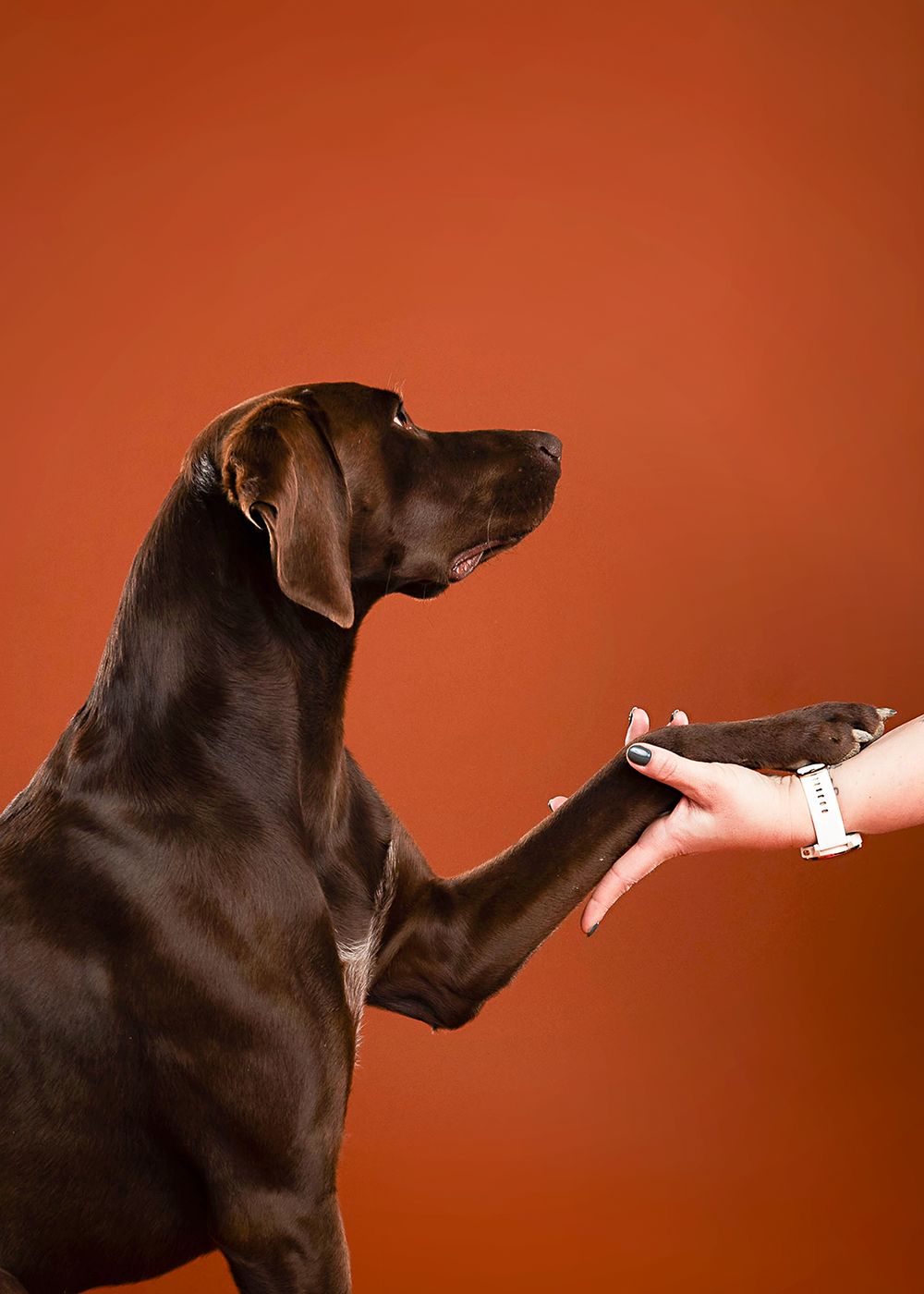 A sequence of photos showing a black dog looking up and catching a treat in its mouth against an orange background.