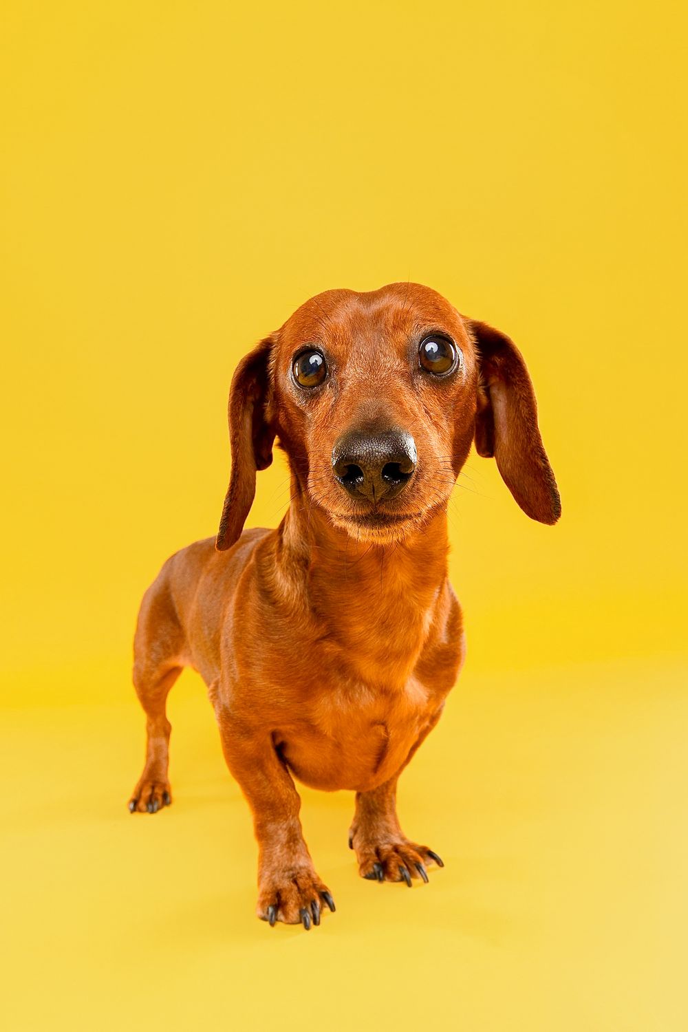 Adorable red dachshund dog standing on yellow background looking at camera with big eyes.