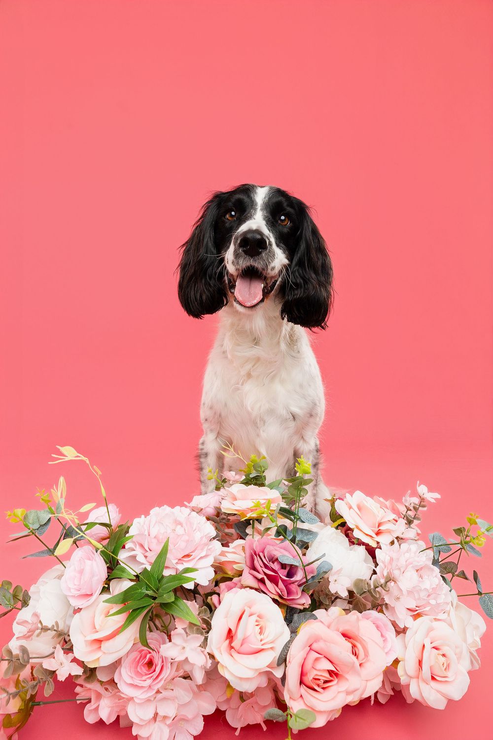 Happy black and white spaniel dog poses with pink roses against coral pink background.