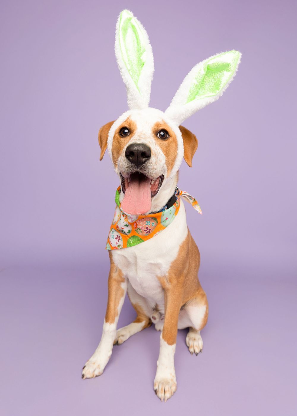 Happy brown and white dog wearing Easter bunny ears and a festive bandana poses against purple background.