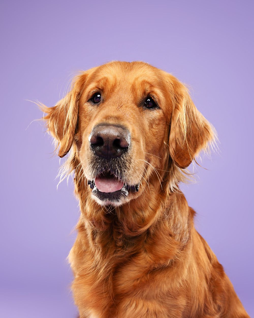 A golden retriever dog shown in multiple close-up portraits against a purple background with varying expressions.