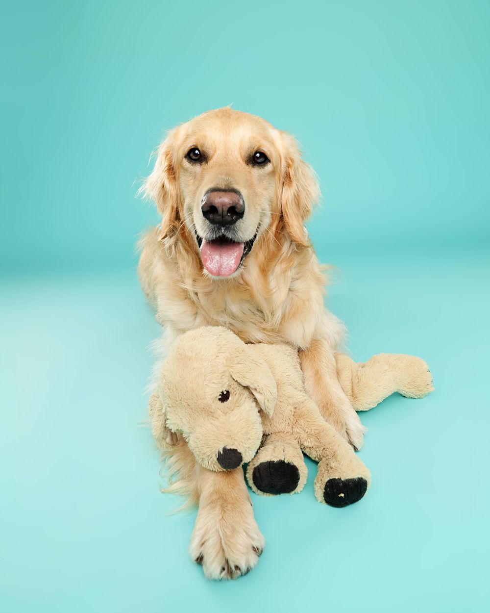 A playful Golden Retriever dog lies on a turquoise background with a plush toy in its mouth.