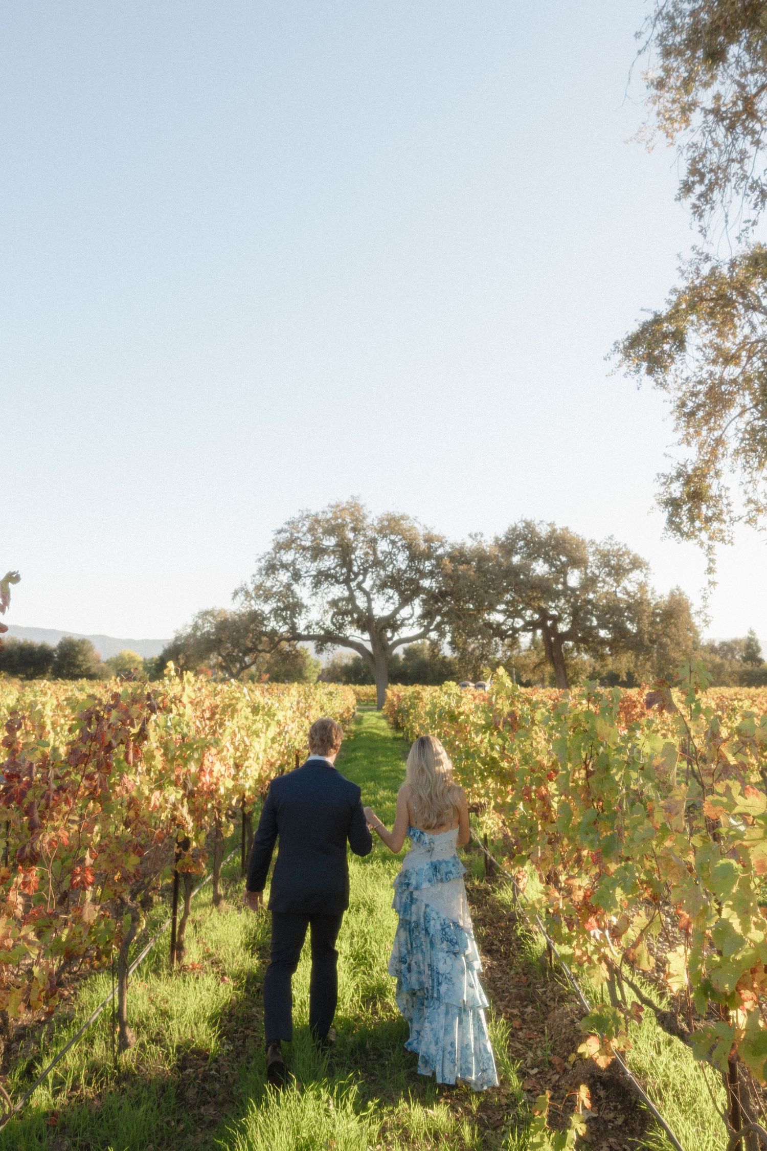 A couple walks hand in hand through autumn vineyard rows with golden leaves and oak trees in background at sunset.