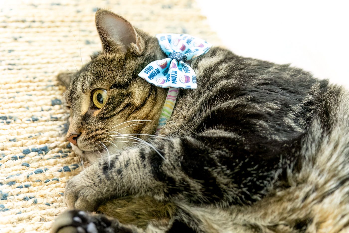 A tabby cat wearing a blue bow accessory lies on a beige carpet.