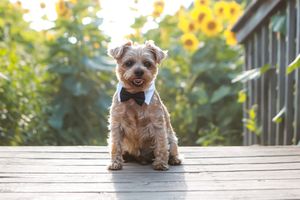 Cute Yorkshire terrier puppy wearing bow tie sits on wooden deck with sunflowers in background.