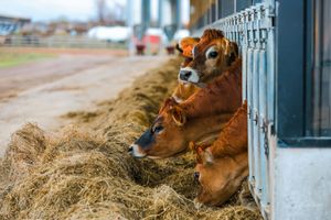 Brown cows eating hay through metal bars in a barn stall with golden straw visible.