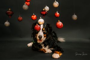A Bernese Mountain Dog lies beneath hanging red and white Christmas ornaments in a festive holiday portrait.