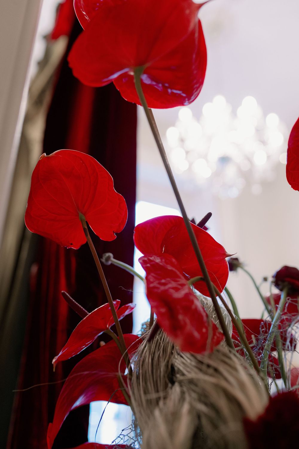 Vibrant red anthurium flowers arranged against a white background with a chandelier in soft focus.