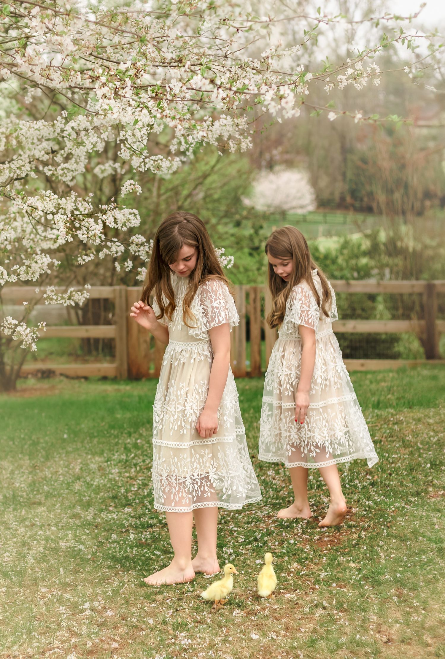 Young sisters in matching lace dresses walk with ducklings under a pear tree in early spring, by Charlottesville family photographer.