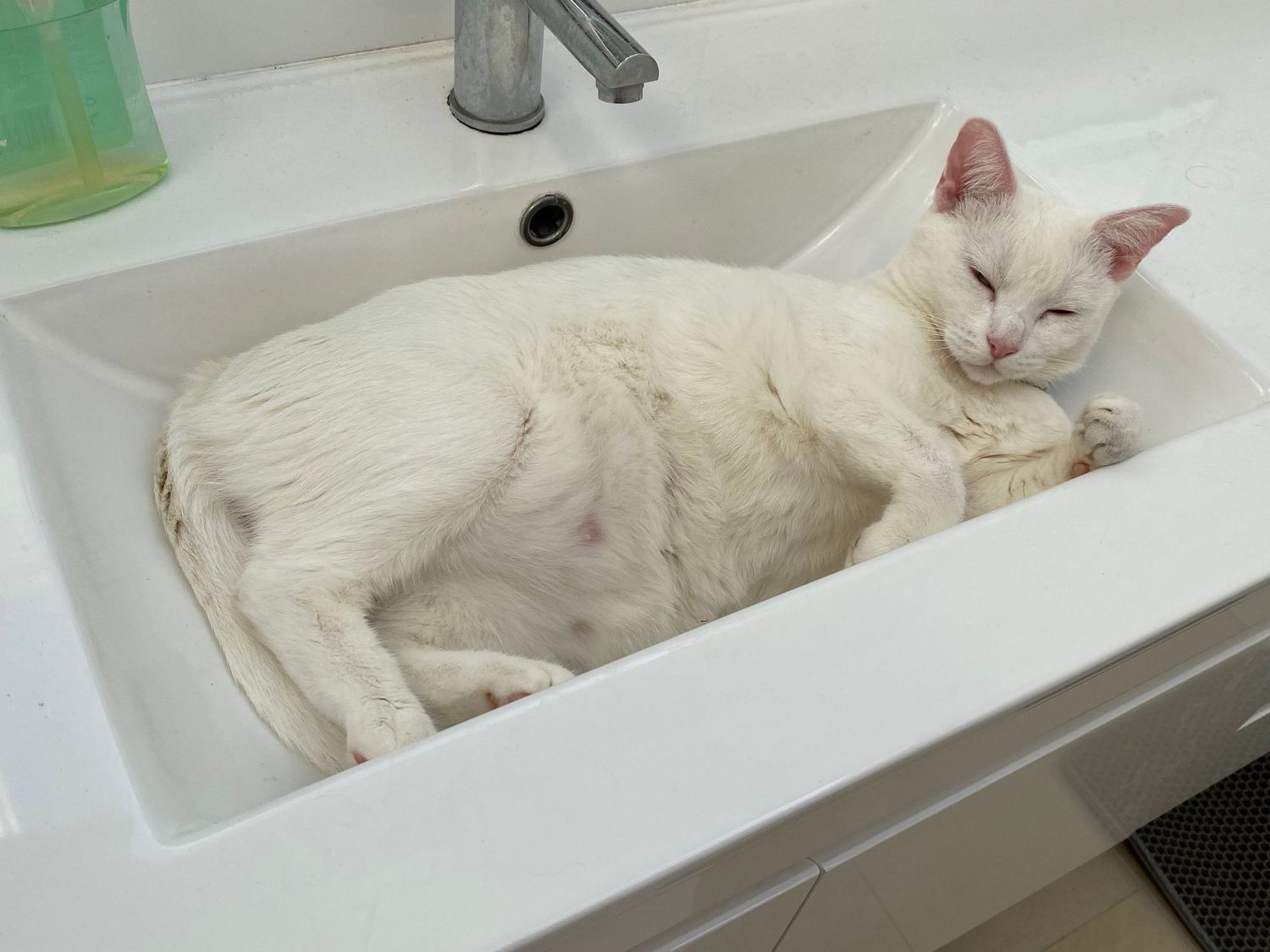 White cat sleeping peacefully curled up in bathroom sink.