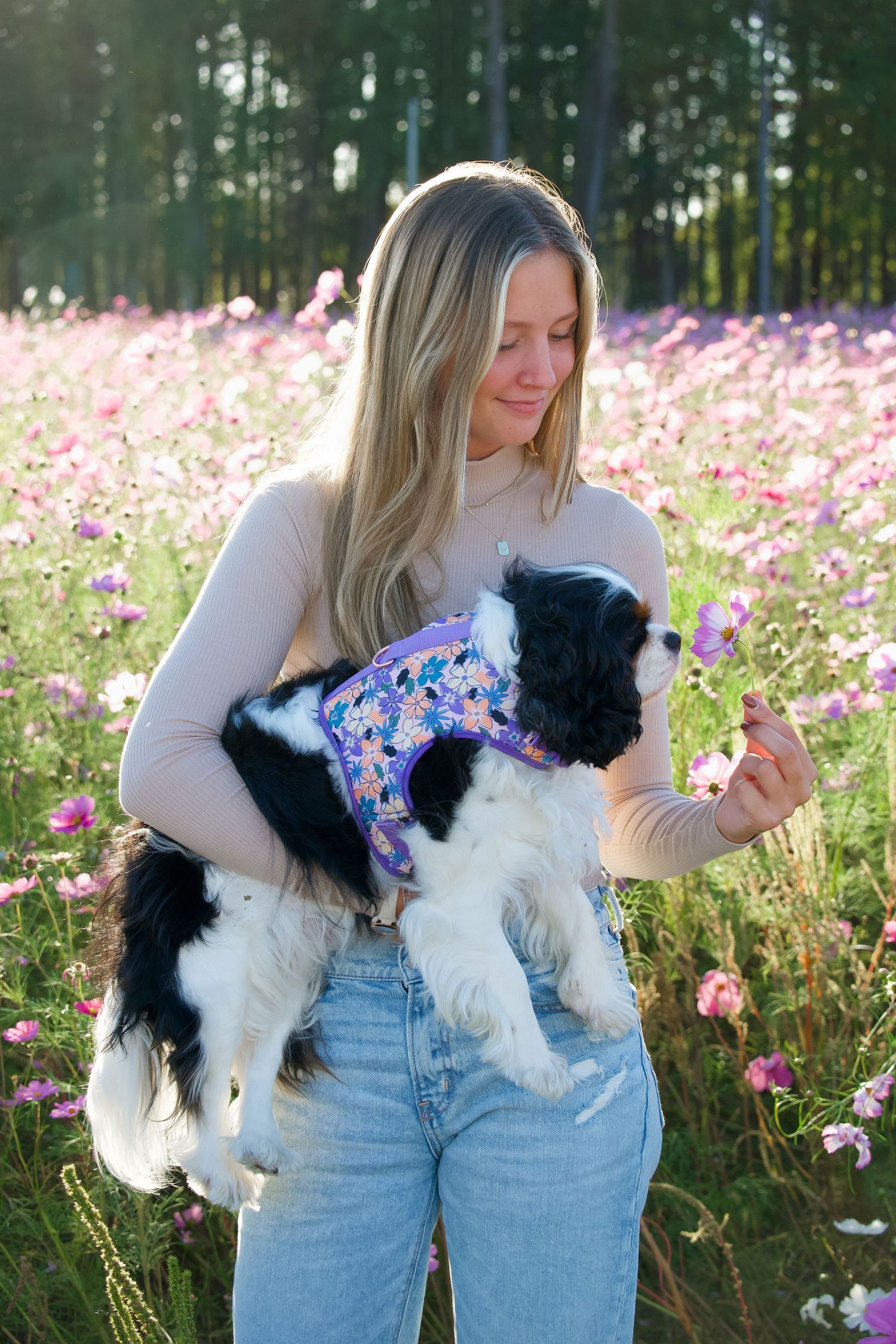 A person holds a black and white dog wearing a colorful harness in a field of pink wildflowers.