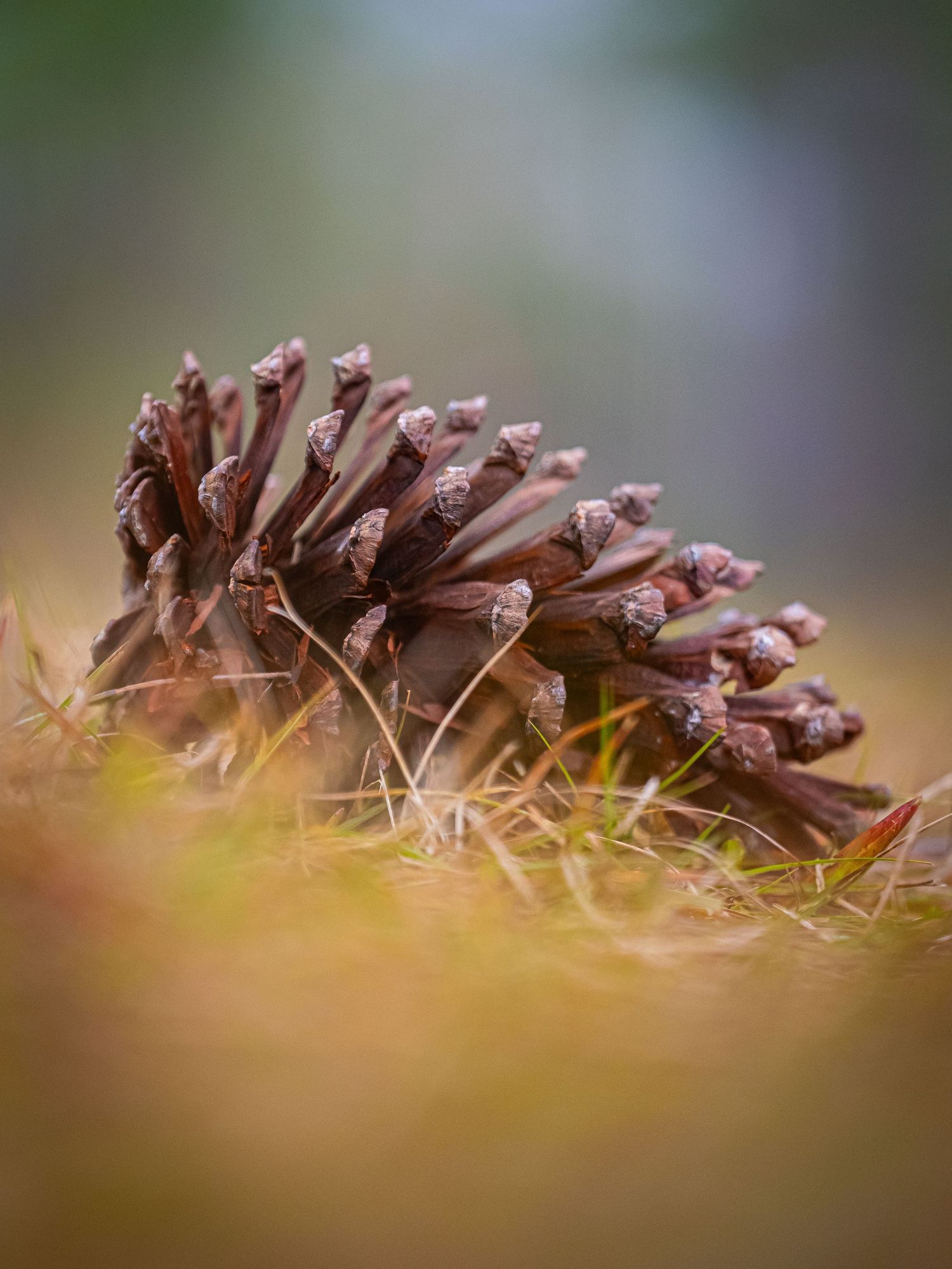Macro shot of pine cone lying on forest floor with blurred background.