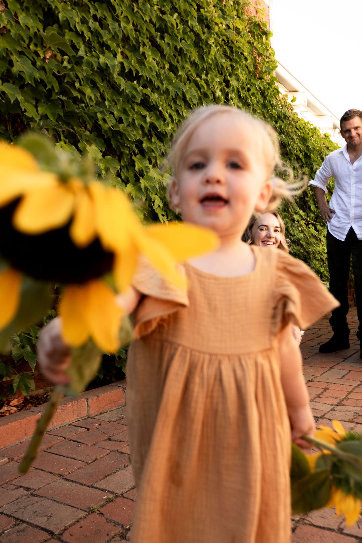 A cheerful scene with sunflowers and ivy creating a natural backdrop on a brick pathway.