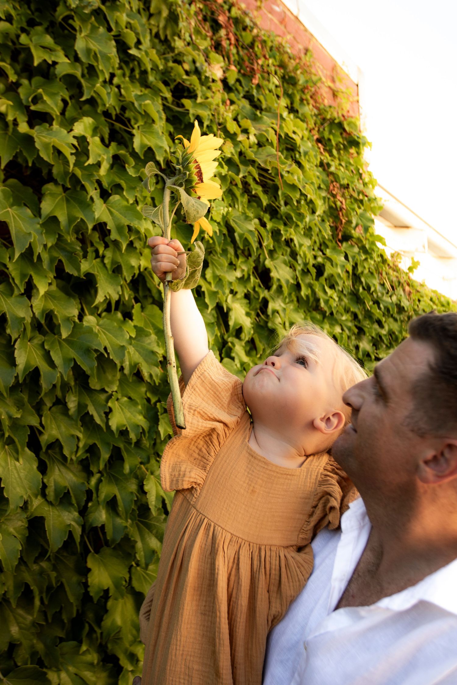 Reaching up to touch yellow flowers against an ivy-covered wall in warm evening light.