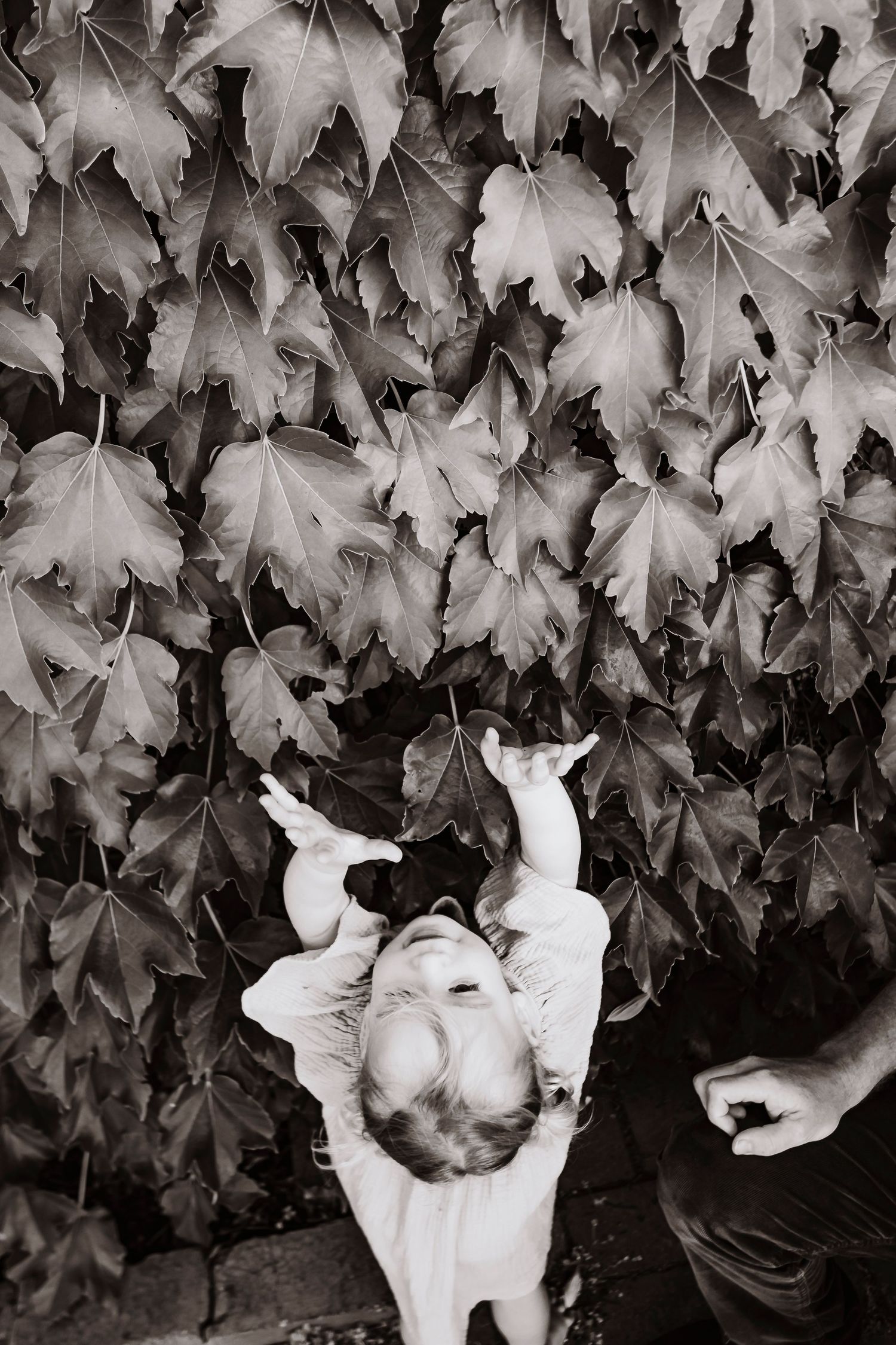 Black and white image of someone reaching up towards a wall covered in autumn ivy leaves.