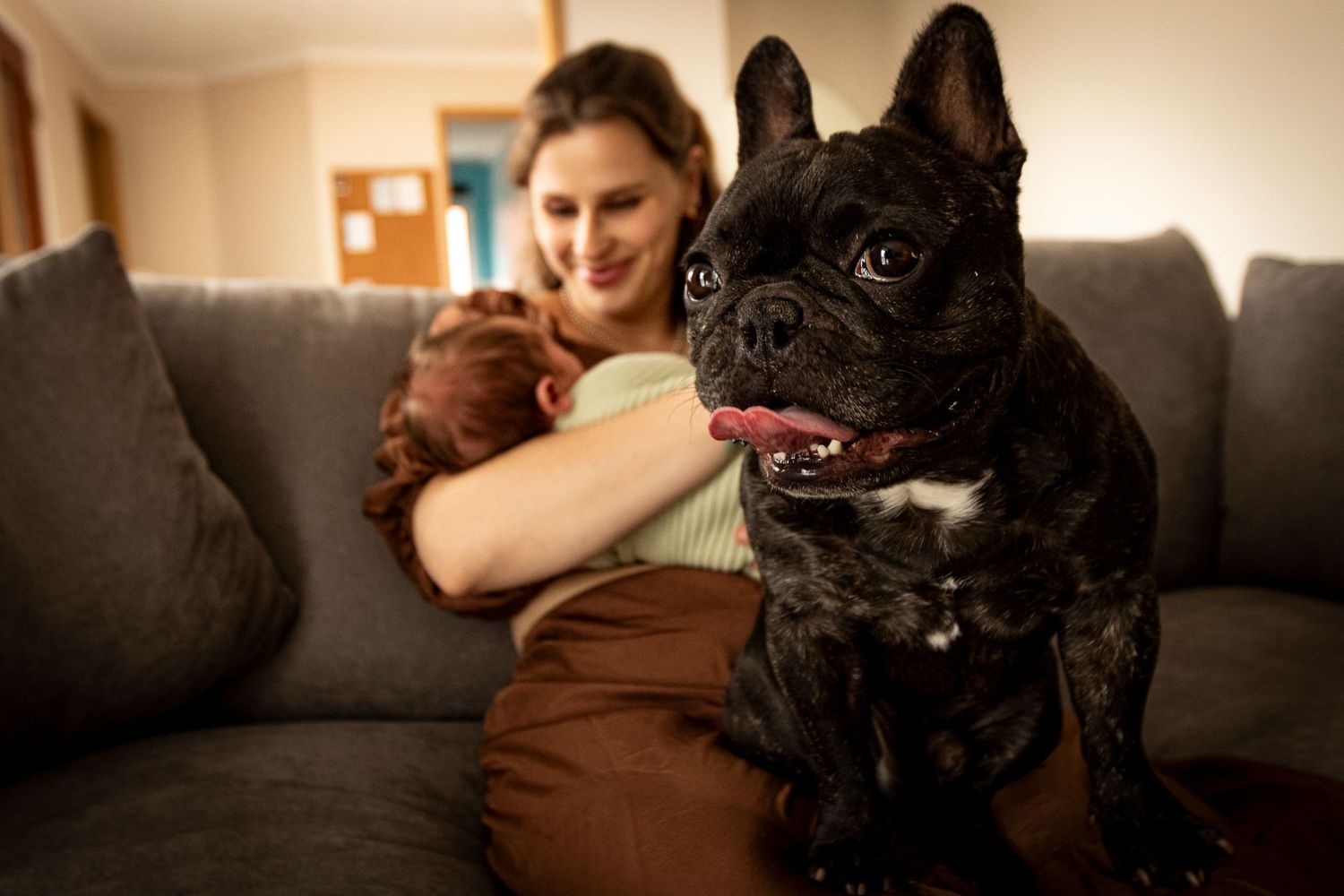 A French Bulldog sits on a grey couch next to its owner in a cozy living room setting.