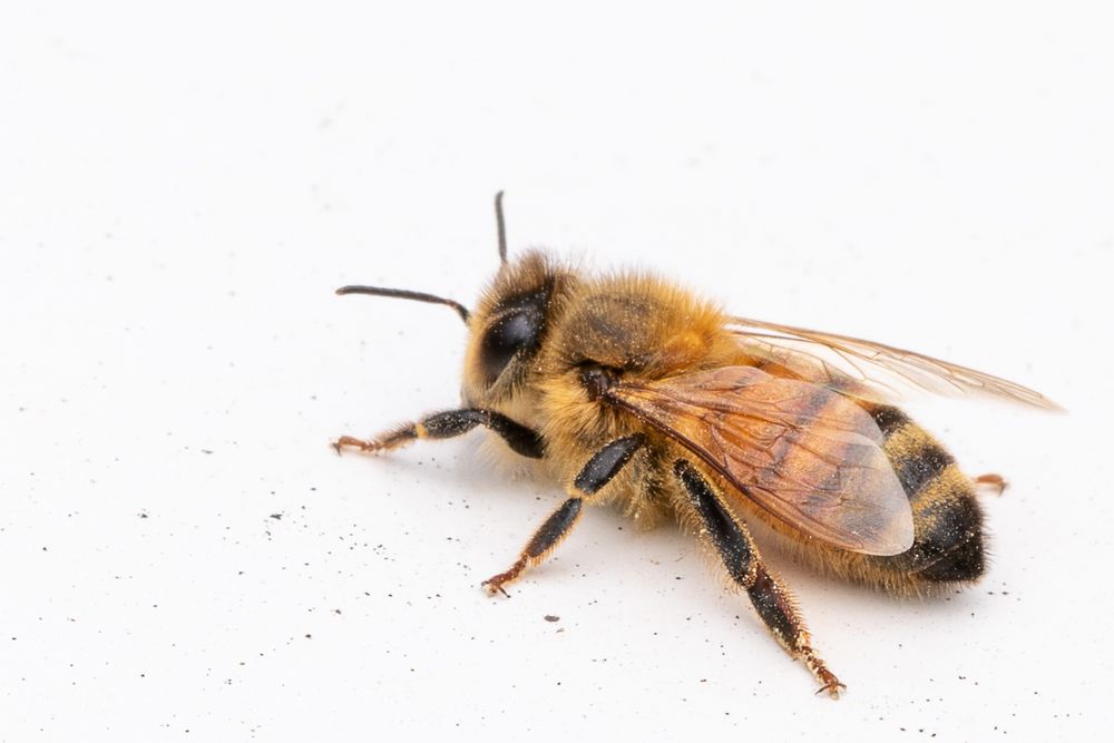 Australian Bee