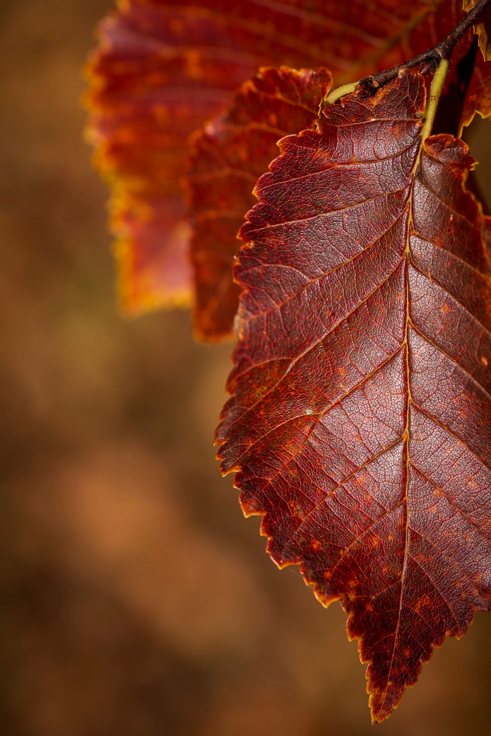 Close-up of vibrant red-brown autumn leaf with detailed veins against warm blurred background.