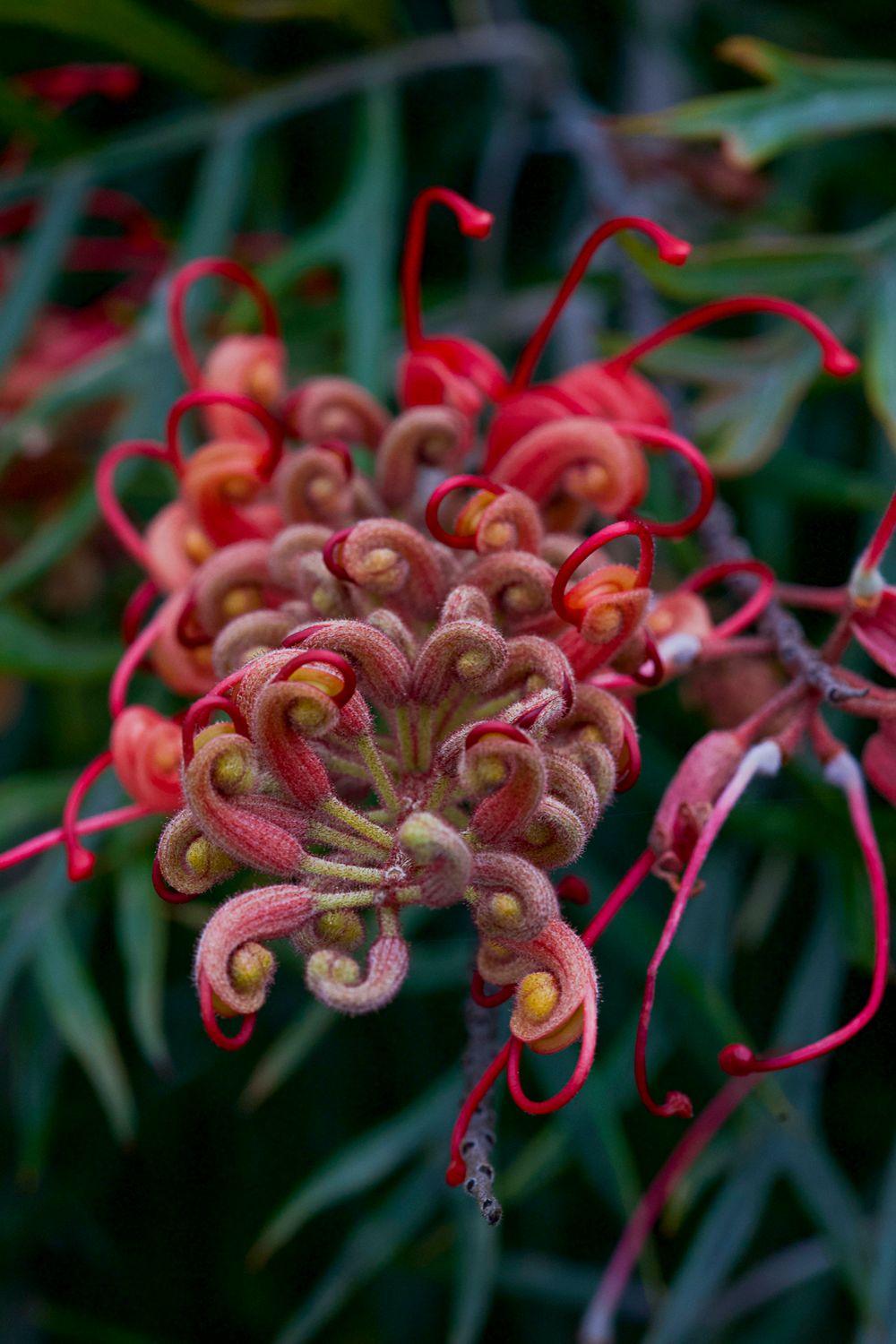 Rhododendron Gardens Dandenong Ranges