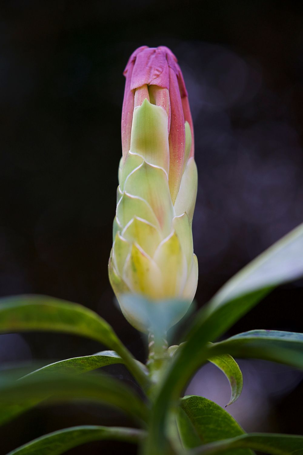 Rhododendron Gardens Dandenong Ranges