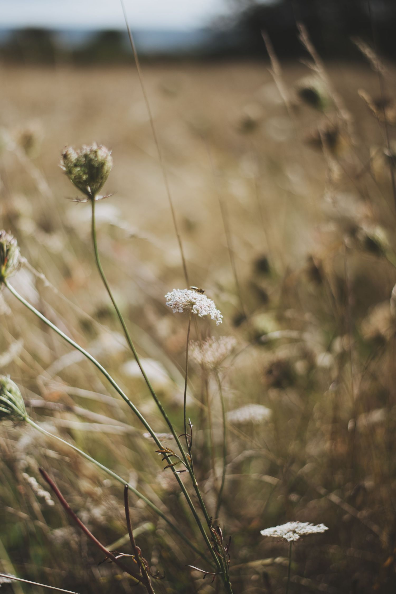 White wildflowers in a field of dried grass shot with shallow depth of field.