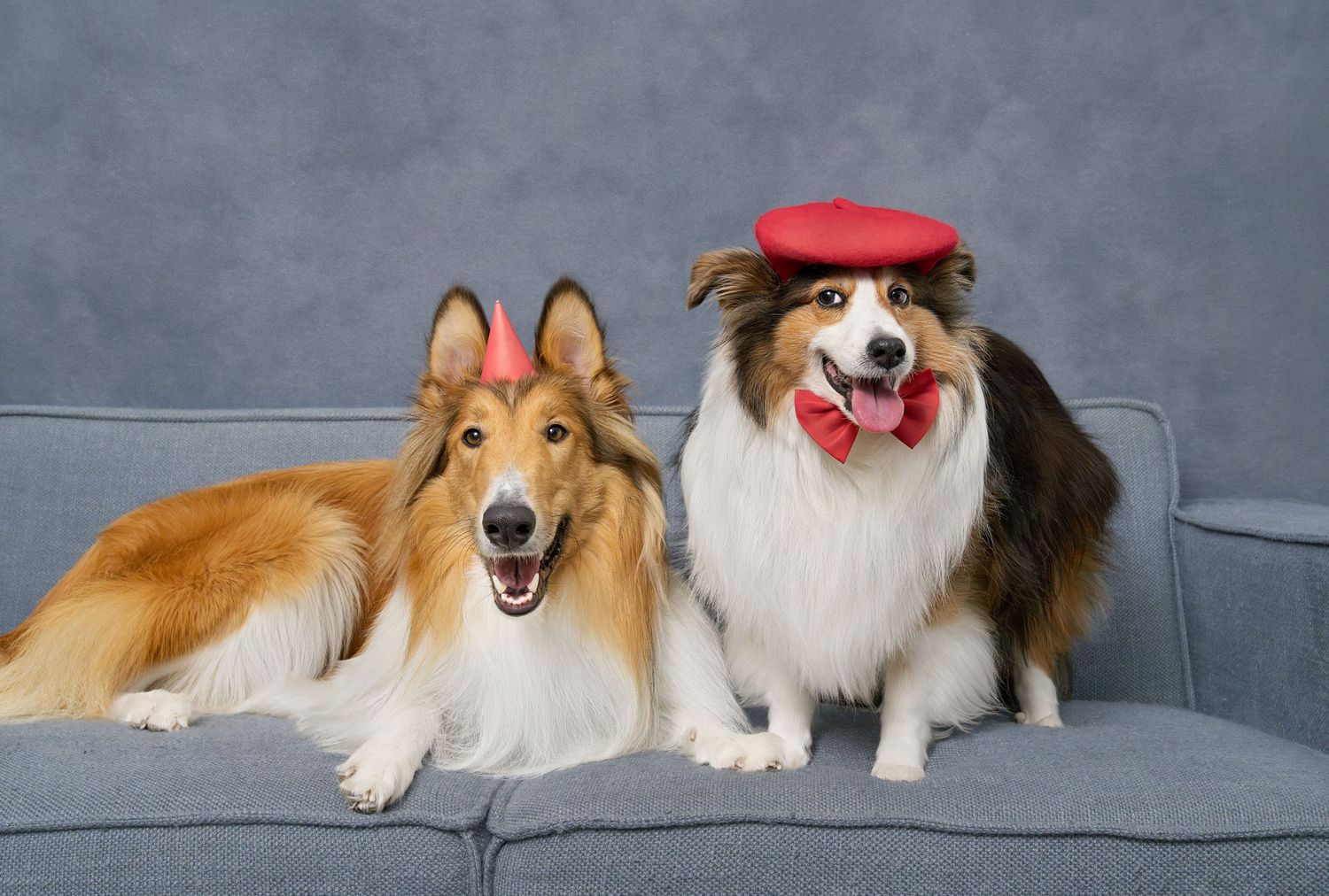 Fun professional pet portrait in Toronto
