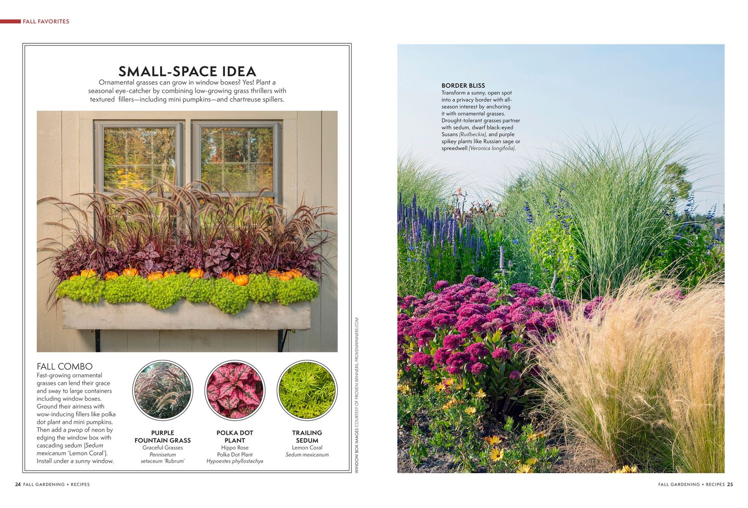 Garden design layouts and plant combinations for small space gardens.