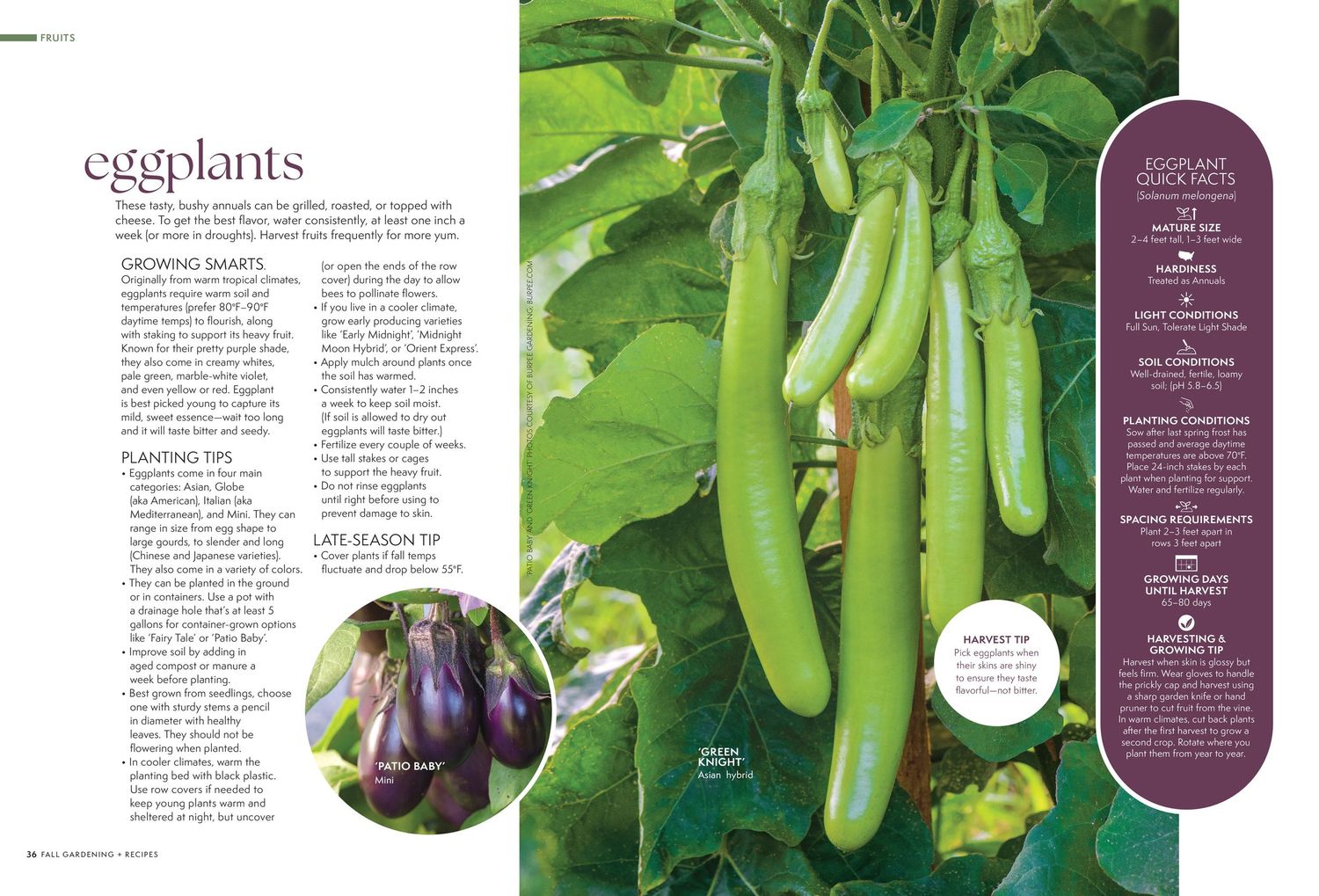 Detailed information page about different varieties of eggplants with growing tips and photos.