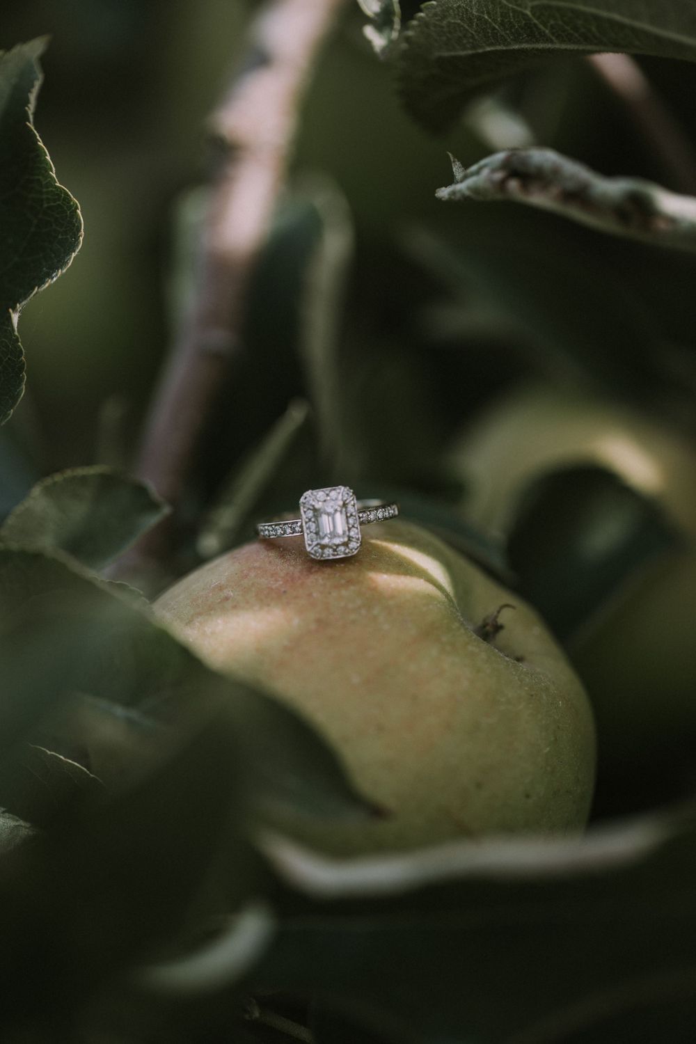 Beautiful detail shot of bride's ring sitting on an apple at the Swan's Trail Farm wedding venue, shot by Washington wedding photographer